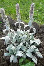 Bild 013.webp
