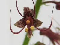 Blüte Henne mit Küken.webp