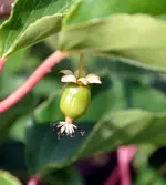 frucht.webp