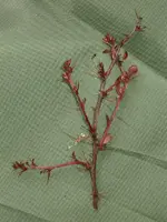 Berberis thunbergii Atropurpurea (kahlgefressen).webp
