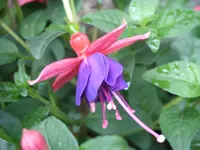 Garten 001.webp