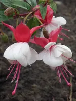 Garten 002.webp