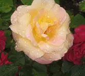 IMG_4152 Abraham Darby Austine Ausschnitt.webp
