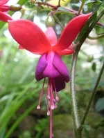 Garten 008.webp