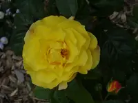 Garten 006.webp