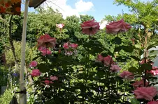ALIM1598.webp