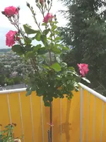 Rosalie 6.webp