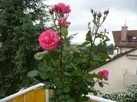 Rosalie 2.webp