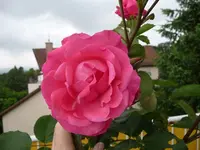 Rosalie5.webp