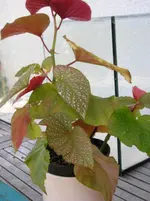 P1010010.webp
