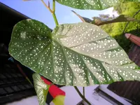 P1010011.webp
