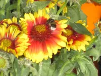 017.webp