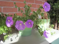 006.webp