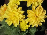 26875.webp