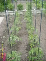Garten 006.webp