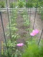 Garten 007.webp