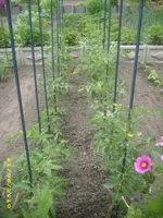 Garten 008.webp