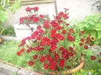 Garten 009.webp