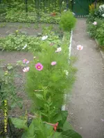Garten 011.webp