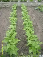 Garten 012.webp