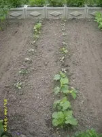 Garten 013.webp