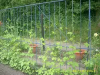 Garten 015.webp