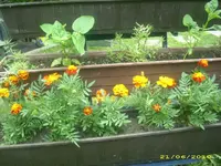Garten 017.webp