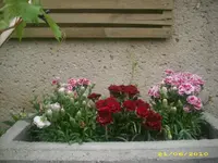 Garten 010.webp