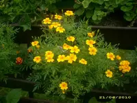 Garten 016.webp