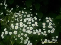 Garten 019.webp