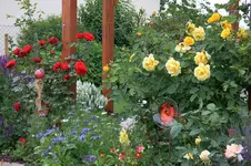 Terrassenbeet1.webp