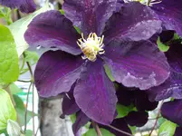 IMGP2696.webp