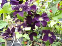 IMGP2698.webp