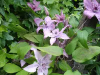 IMGP2701.webp