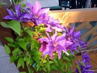 P1010918-1.webp
