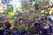P1010920-1.webp