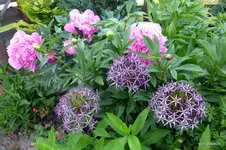 P1010934-1.webp