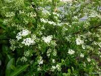 P1010943-1.webp