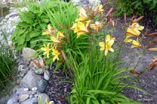 P1010945-1.webp