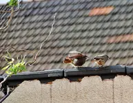 DSC07209.webp
