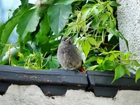 DSC07238.webp
