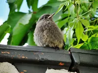 DSC07243.webp