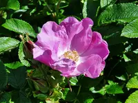 DSC07283.webp