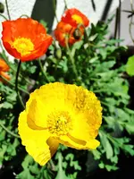 DSC07346.webp