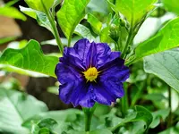 DSC07371.webp