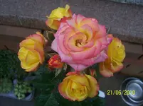 100_2527.webp