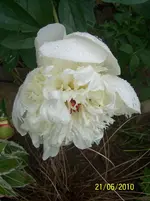 100_2528.webp