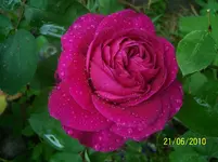 100_2531.webp