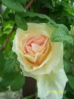 100_2532.webp