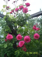 100_2533.webp
